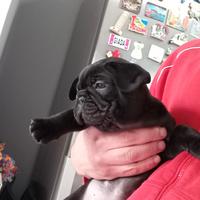 Bulldog francese total black 700e. Disponibili