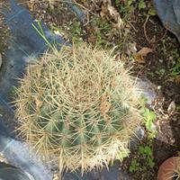 Pianta di Echinocactus grusone in vaso 20