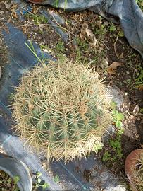 Pianta di Echinocactus grusone in vaso 20