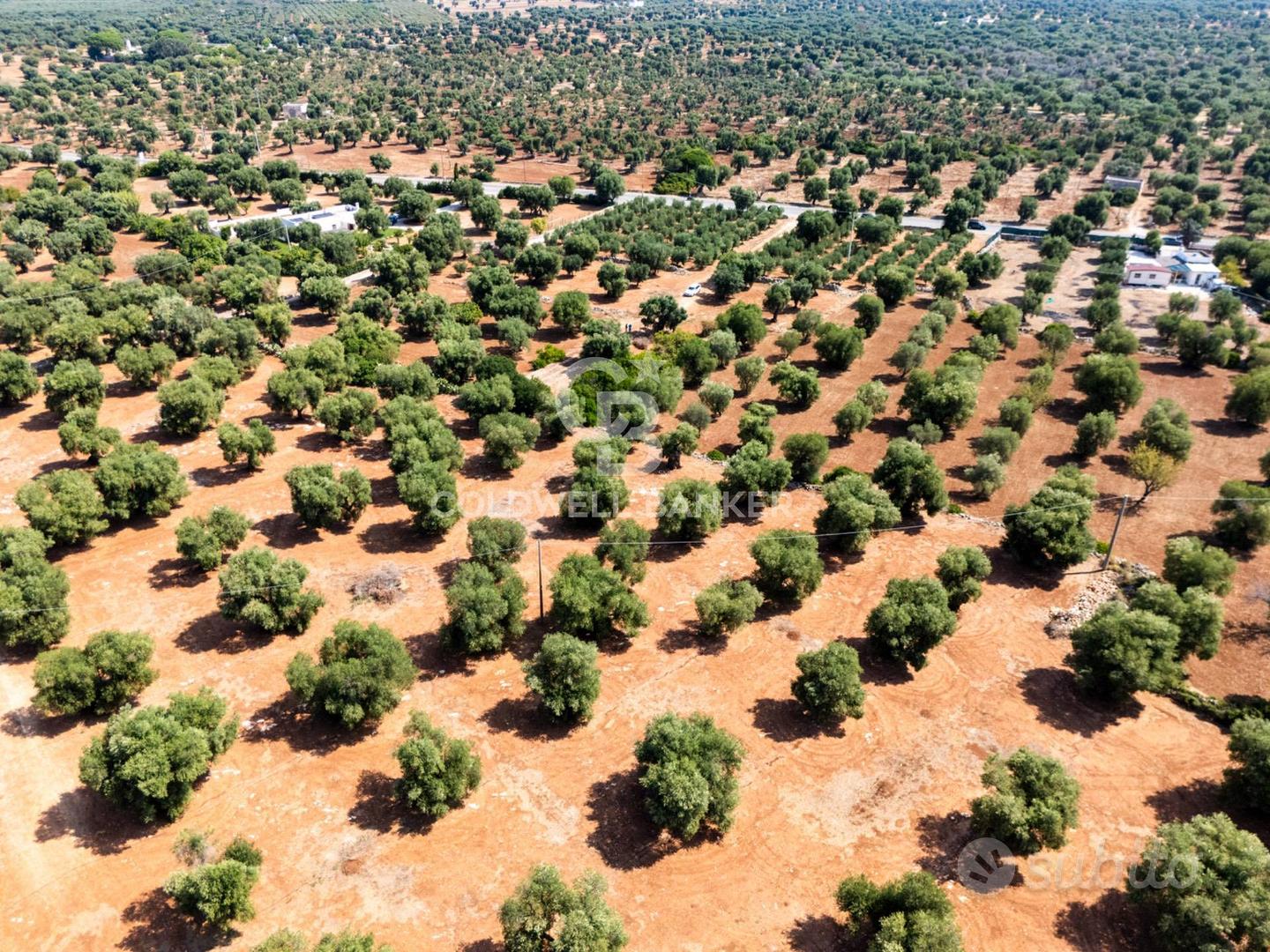 Terreno agricolo - Ostuni - Vista 5