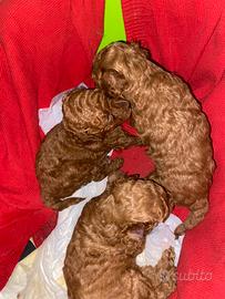 Cuccioli barboncino toy pedigree