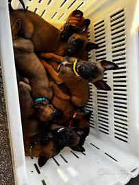 Cuccioli di pastore belga Malinois