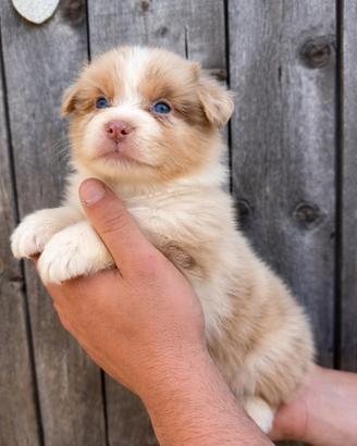 Cucciolo pastore australiano