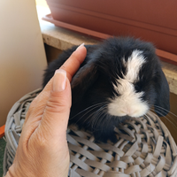 Conigli nani Mini Lop