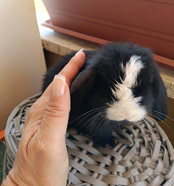 Conigli nani Mini Lop