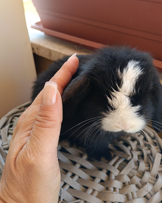 Conigli nani Mini Lop