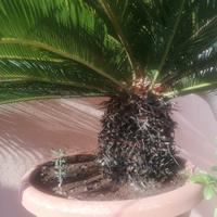  Cycas 