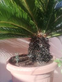  Cycas 