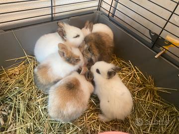 Conigli nani testa di leone