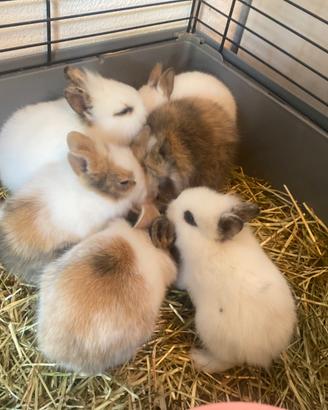 Conigli nani testa di leone