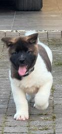 Cucciolo Akita americano