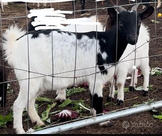 Capra femmina tibetana