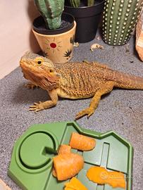 Pogona/ Drago barbuto