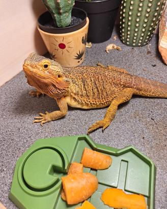 Pogona/ Drago barbuto
