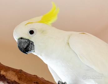 Cacatua alba, galerita eleonora, galah (pet)