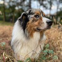 Pastore Australiano disponibile per monta