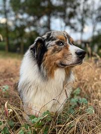 Pastore Australiano disponibile per monta