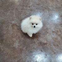 Spitz di pomerania toy bianco e crema