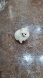 Spitz di pomerania toy bianco e crema