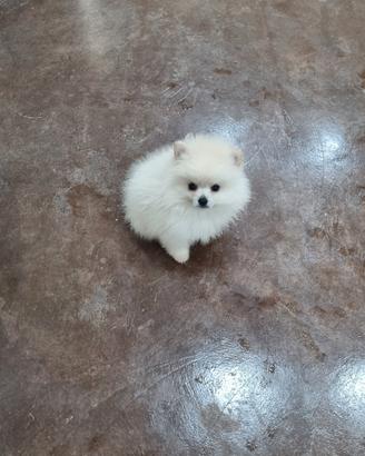 Spitz di pomerania toy bianco e crema