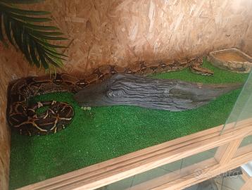 Boa costrictor