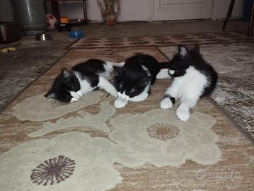 Si regalano 3 gattine bianche e nere