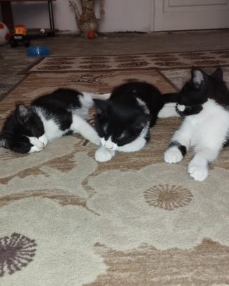 Si regalano 3 gattine bianche e nere