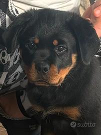 Cucciola rottweiler 85 giorni