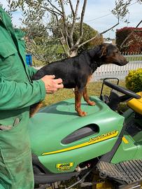 Cucciolo di Jagdterrier