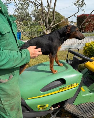 Cucciolo di Jagdterrier
