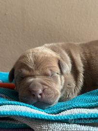 Cuccioli American Pitbull terrier