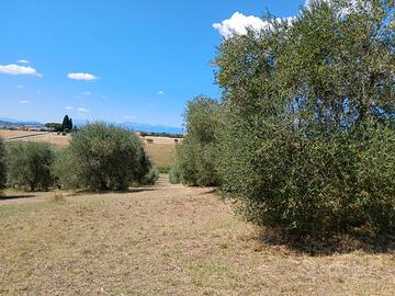 Terreno con 120 ulivi