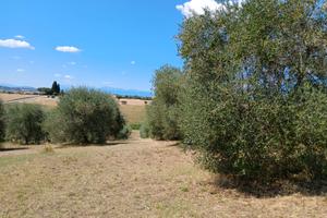 Terreno con 120 ulivi