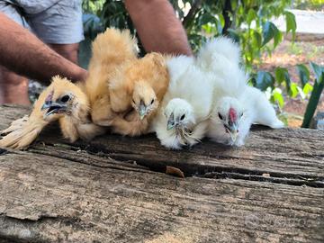 Galline Morosete