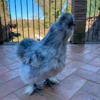 Gallo Moroseta splash