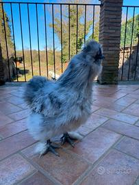 Gallo Moroseta splash