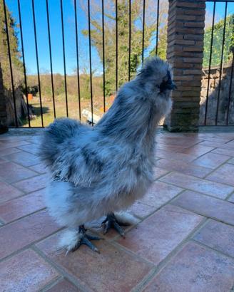 Gallo Moroseta splash