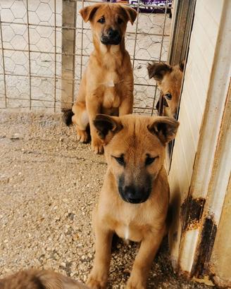 Cuccioli aspettano casa