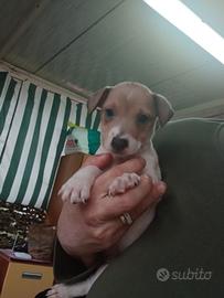 Jack russell nani a zampa corta