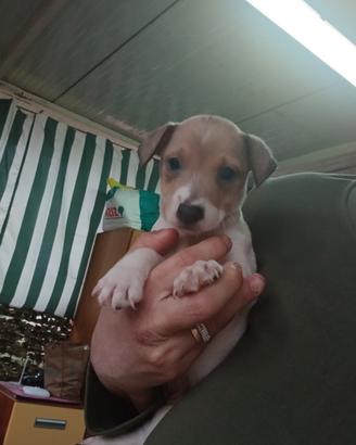 Jack russell nani a zampa corta