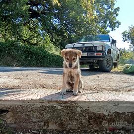Cane lupo cecoslovacco