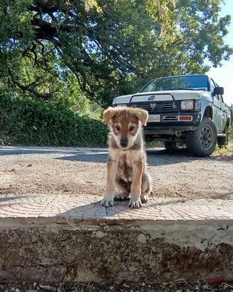 Cane lupo cecoslovacco