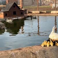 Pulcini Di Papera Bianca Comune