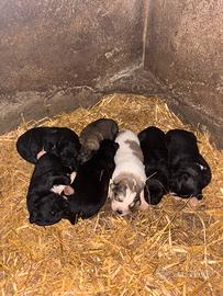 Cucciolo pastore del Caucaso