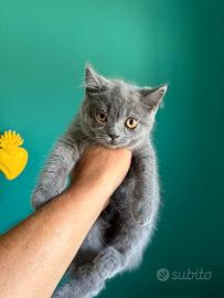 Schottis gatti cuccioli