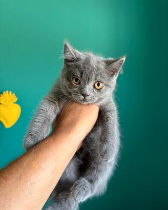 Schottis gatti cuccioli