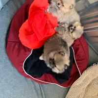 Cuccioli di pomerania con pedigree enci
