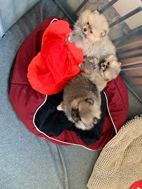 Cuccioli di pomerania con pedigree enci