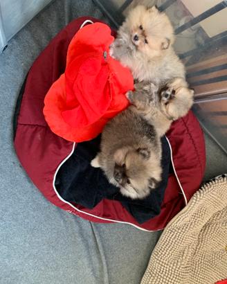 Cuccioli di pomerania con pedigree enci