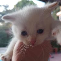 Gattini cuccioli British color Flame point o red p